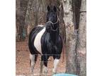 Registered APHA 8 yr old Flashy Mare