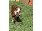 Adopt Cadence a Pit Bull Terrier, Hound