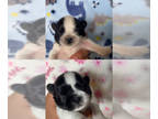 Shih Tzu PUPPY FOR SALE ADN-434128 - Shih Tzu Puppies
