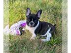French Bulldog PUPPY FOR SALE ADN-434131 - 2 black and white pied girls
