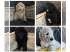 Poodle (Standard) PUPPY FOR SALE ADN-434229 - Waiting for you