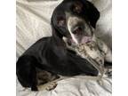 Adopt Charlie a German Shorthaired Pointer