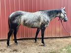 Smokey 9yr old grey mare