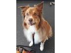 Adopt Harry a Tan/Yellow/Fawn Australian Shepherd / Mixed dog in Colborne