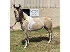 Adopt Wicca a Saddlebred / Mixed horse in Houston, TX (35439625)