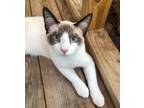 Adopt Clovis a Cream or Ivory (Mostly) Siamese / Mixed (short coat) cat in