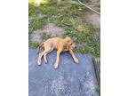 Adopt Orange a Tan/Yellow/Fawn - with White Catahoula Leopard Dog / Mixed dog in