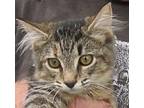 Adopt Cecilia and Crystal a Gray, Blue or Silver Tabby Maine Coon (long coat)