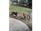 Adopt Mia and Baby a Brindle American Pit Bull Terrier / American Pit Bull