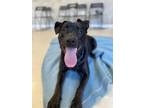 Adopt Tucker a Black Cane Corso / Labrador Retriever / Mixed dog in Windsor