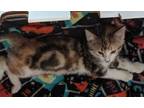 Adopt Hoot a Gray or Blue Domestic Shorthair / Domestic Shorthair / Mixed (short