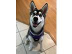Adopt Luna a Husky / Mixed dog in Somers, CT (35436112)