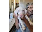 Adopt Angel a White Catahoula Leopard Dog / Mixed dog in Tonopah, AZ (35435165)