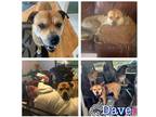 Adopt Dave a Tan/Yellow/Fawn American Pit Bull Terrier / Mixed Breed (Large) /