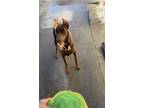 Adopt Bruno a Brown/Chocolate Doberman Pinscher / Mixed dog in Santa Ana