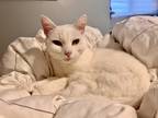 Adopt Oscar a White Domestic Shorthair / Mixed (short coat) cat in Ventura