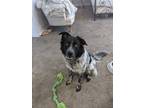 Adopt Chance a Black - with White Border Collie / Australian Cattle Dog / Mixed