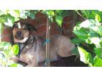Adopt BoBo a Brindle Terrier (Unknown Type, Medium) / Carolina Dog / Mixed dog