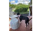 Adopt Lucy a Black - with White American Pit Bull Terrier / Mixed dog in