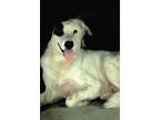 Adopt Khoobsurat a White - with Black Border Collie / Mixed Breed (Large) /
