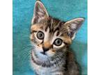 Adopt Denali a Gray or Blue Bengal / Mixed cat in Huntsville, AL (35431388)