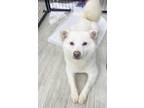 Adopt Molly a White Shiba Inu / Mixed dog in toronto, ON (35427781)