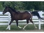 Gorgeous Paint Mare tall flashy ready to be your next heart horse