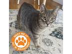 Abby - Nyc, American Bobtail For Adoption In New York City, New York