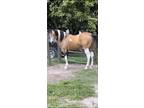 Registered American Paint Horse Association Buckskin Stallion