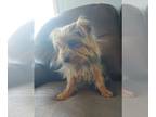 Yorkshire Terrier PUPPY FOR SALE ADN-434394 - Yorkie
