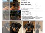Rottweiler PUPPY FOR SALE ADN-434637 - Female Rottweiler Puppies to Good Home