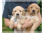 Golden Retriever PUPPY FOR SALE ADN-434403 - Golden Retriever puppies