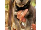 Siberian Husky Puppy for sale in Gunnison, CO, USA