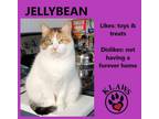 Adopt Jellybean a Domestic Short Hair
