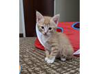 Adopt Donnie a Orange or Red Tabby Domestic Shorthair (short coat) cat in
