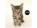 Adopt NIKKITA a Brown Tabby Domestic Shorthair (short coat) cat in Wyandotte