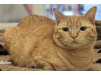 Adopt Dunkin a Orange or Red Tabby Domestic Shorthair (short coat) cat in