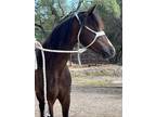 Beautiful 113H Pony Mare Western or English