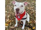 Adopt Margarita a White Border Terrier / Mixed dog in Merriam, KS (32344803)