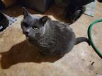 Adopt Delilah a Gray or Blue (Mostly) Domestic Shorthair / Mixed (short coat)