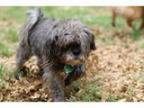 Adopt Stella a Shih Tzu Mixed dog in Bauxite AR ()