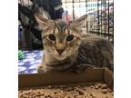 Adopt Josey a Brown Tabby Domestic Shorthair / Mixed (short coat) cat in