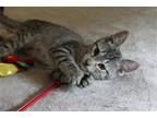 Adopt Pixel a Gray, Blue or Silver Tabby Domestic Shorthair / Mixed cat in