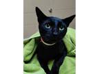Adopt Mr. Squeakers a Domestic Short Hair