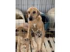 Adopt Jackson a Tan/Yellow/Fawn Black Mouth Cur / Mixed dog in Mexia
