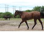 Adopt Roanie a Roan Quarterhorse horse in Southwest Ranches, FL (32986838)