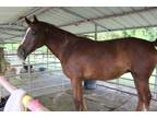 Adopt Miss Red a Chestnut/Sorrel Thoroughbred / Mixed horse in Southwest