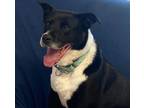 Adopt Vanna a Black - with White Border Collie / Mixed dog in Sunderland