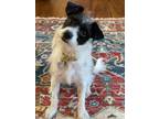 Adopt Holly a Terrier, Jack Russell Terrier