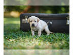 Labrador Retriever PUPPY FOR SALE ADN-434936 - Yellow Labrador Puppy PINK Collar